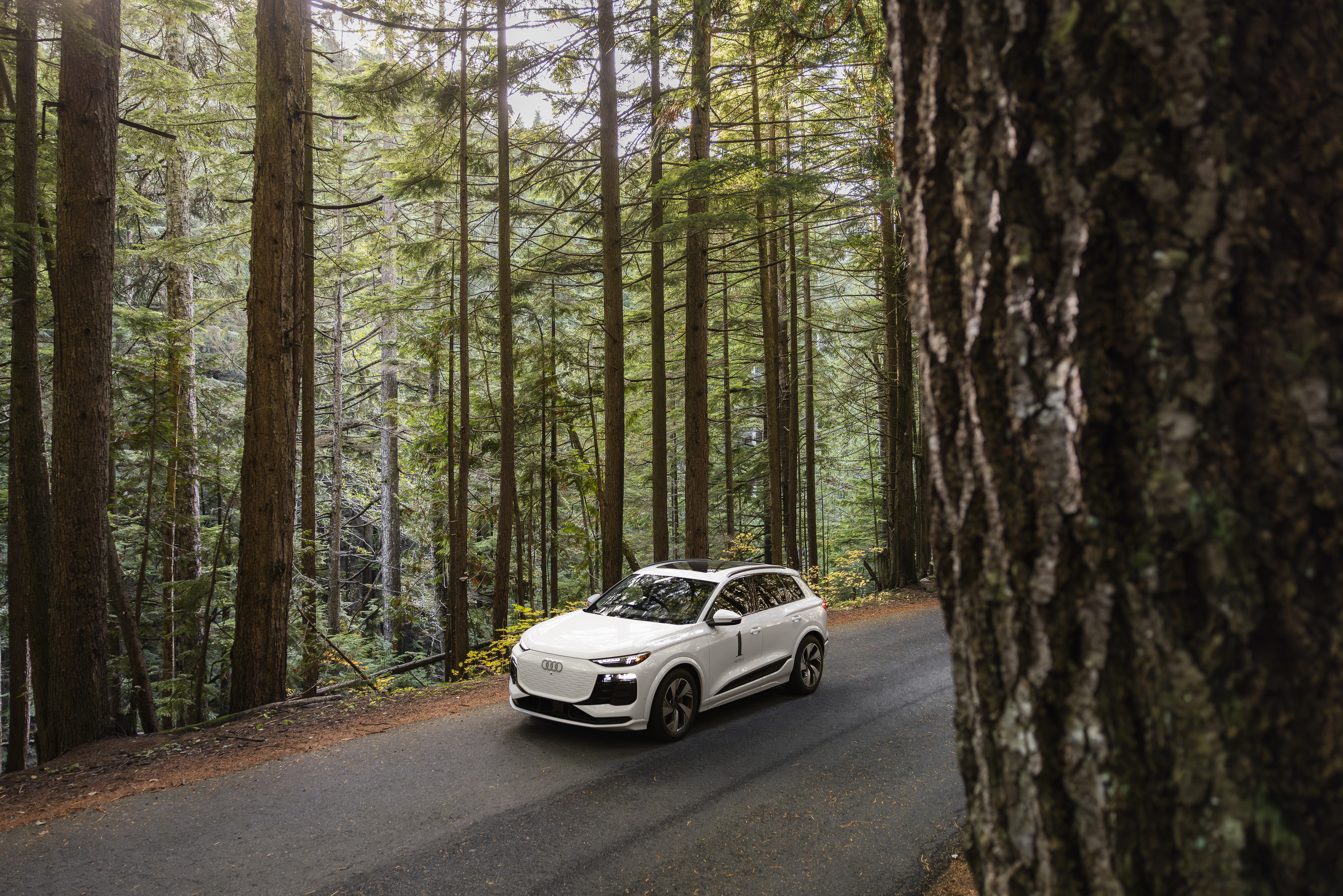 Audi vehicle in the woods
