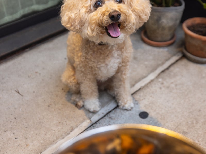 Dog Menu