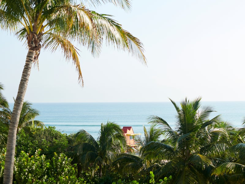 beach palm tree