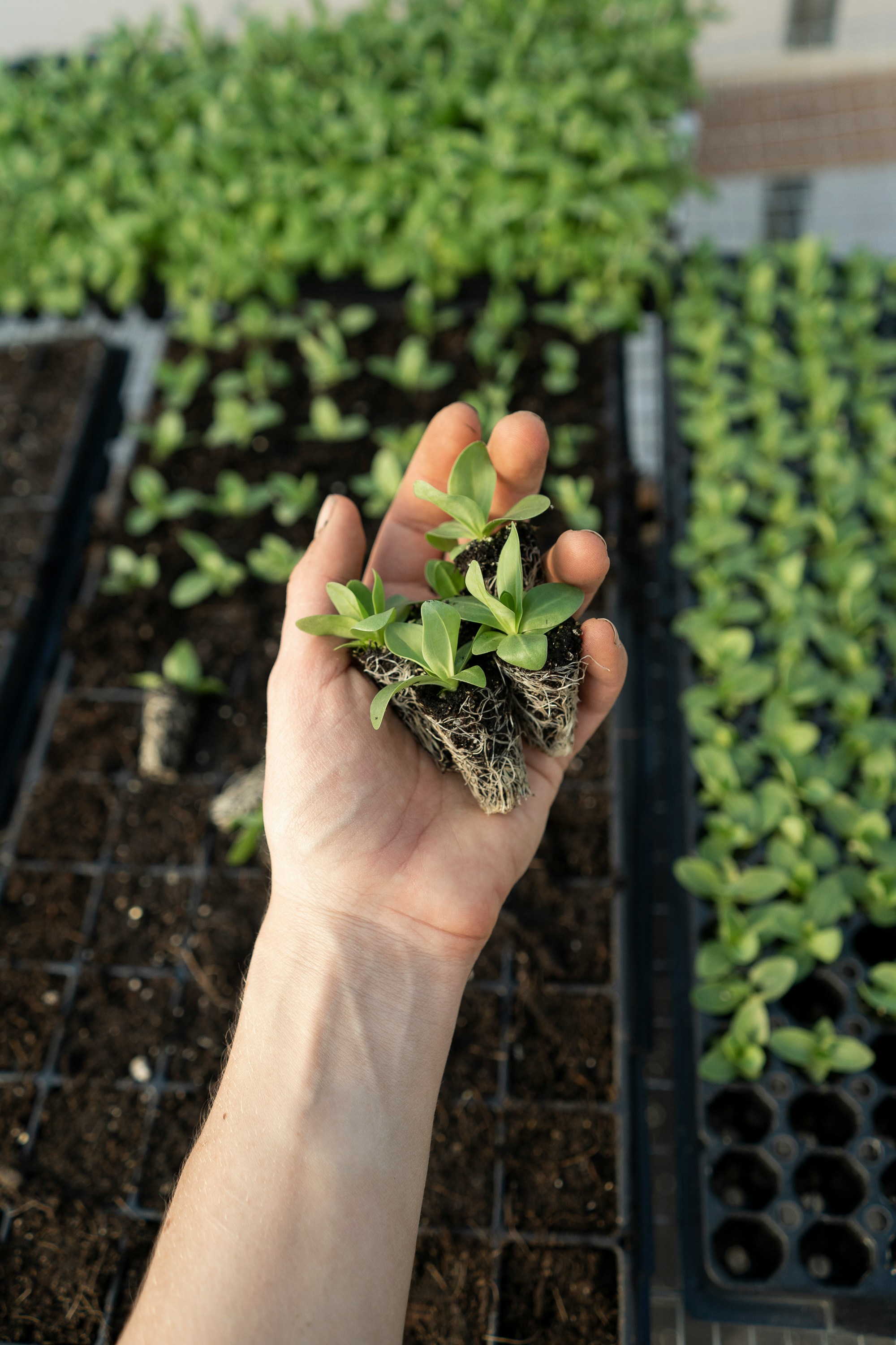 Hand holding pot with plants