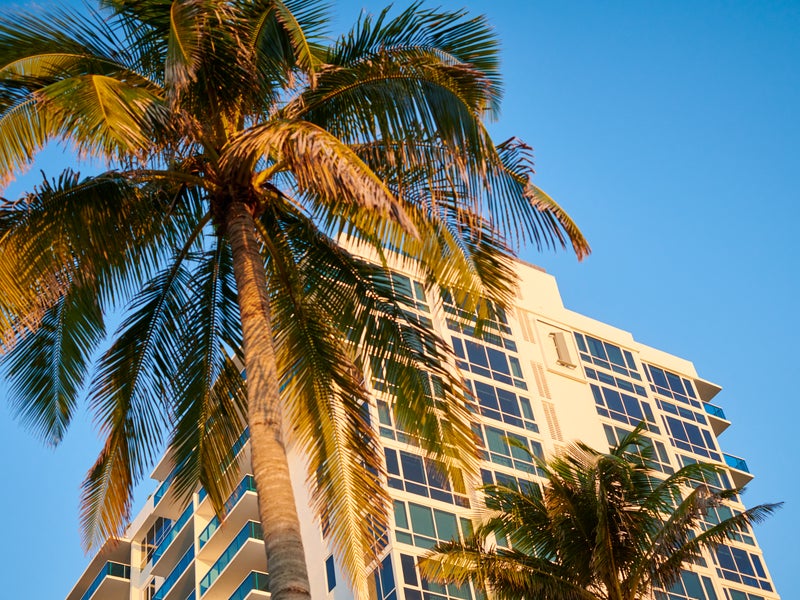 Palm trees and 1 Hotel building