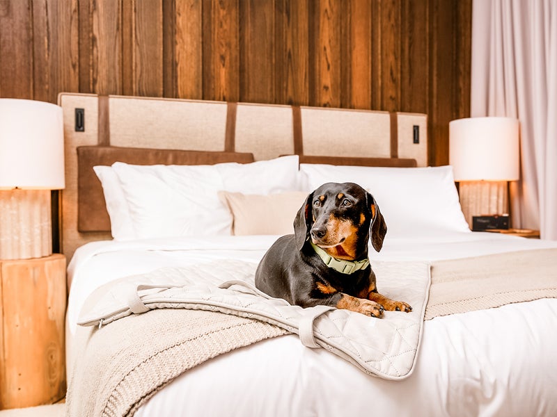 A black and brown dachshund dog sits on the edge of a bed.