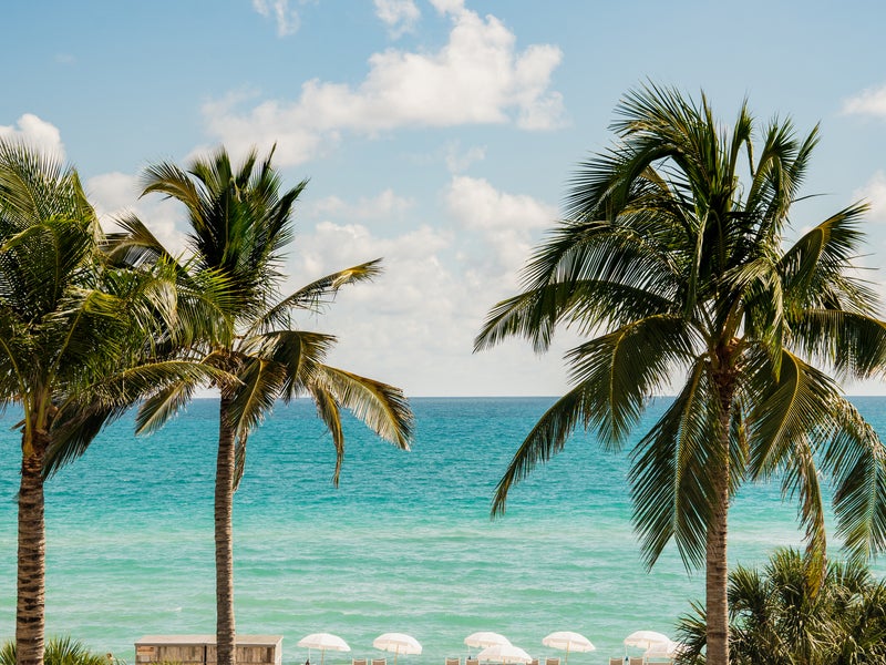 Palm trees blowing in the wind