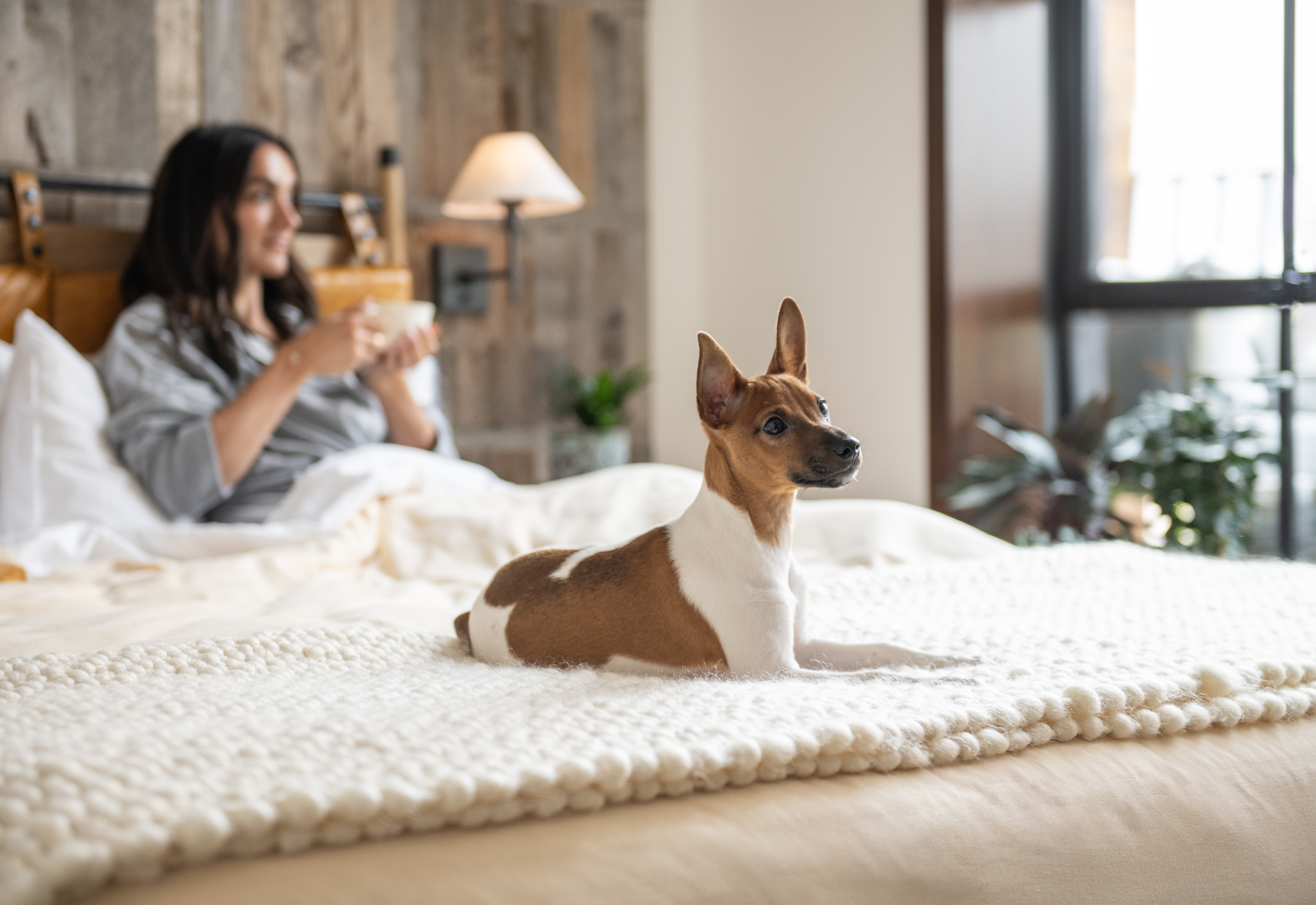 A dog sitting on the end of a bed 