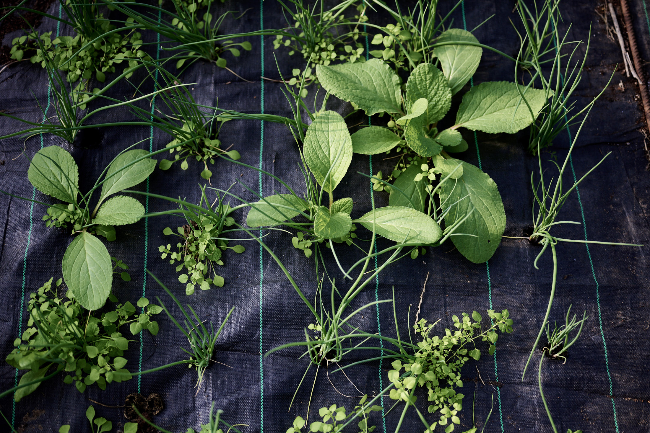 緑の植物の成長