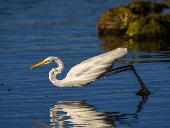 An Eastern Great Egret in the water