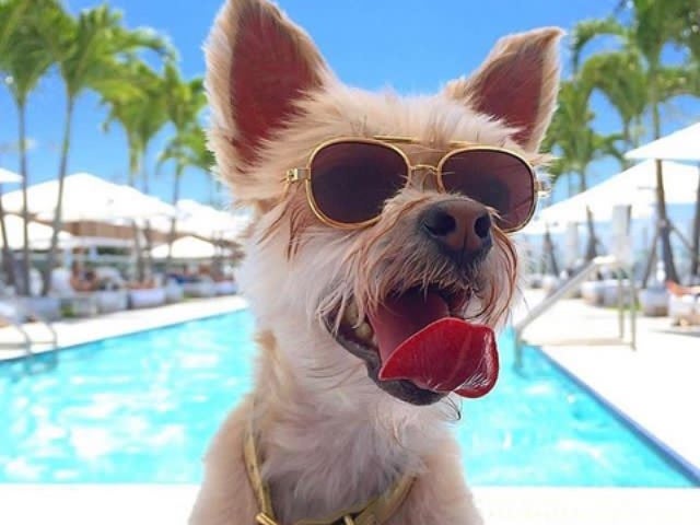 A dog with it's tongue out wearing sunglasses