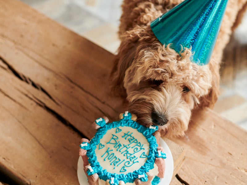 Puppy eating birthday cake
