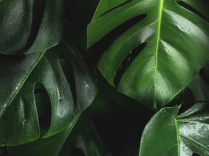 plants