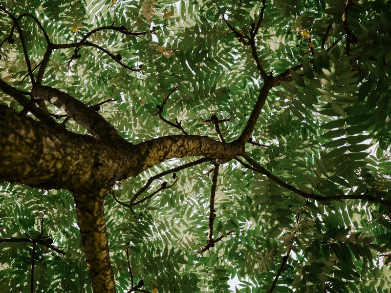 Leaves and branches of a tree