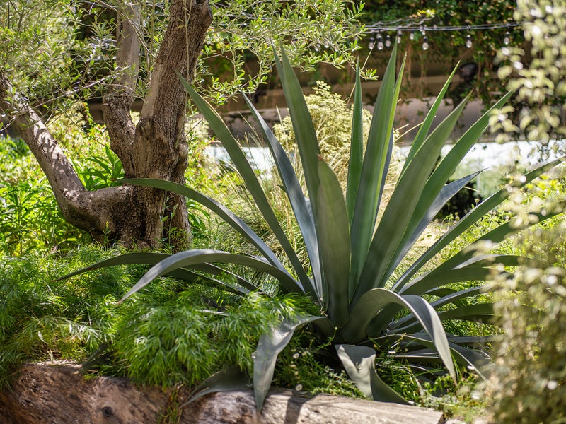 Juniper Plants
