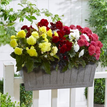 専用　Begonia ４点同梱　速達便発送 専用❣️Begonia 4点同梱速達便発送 第四種郵便に速達