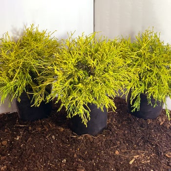 King's Gold False Cypress, 3-pack | Costco