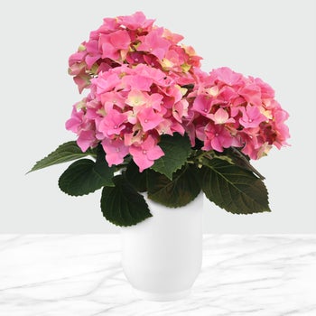 4000447330-847_pink_1?auto=