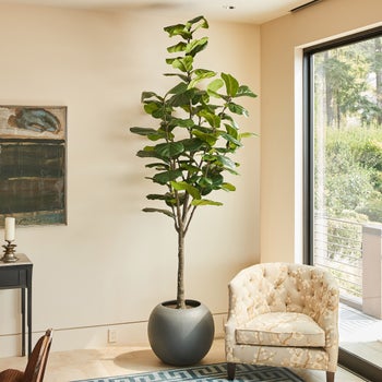 flora plant inhaltsstoffe Oleander Dünger von Flora Boost – Hochwertigen Oleander Dünger kaufen main image 1