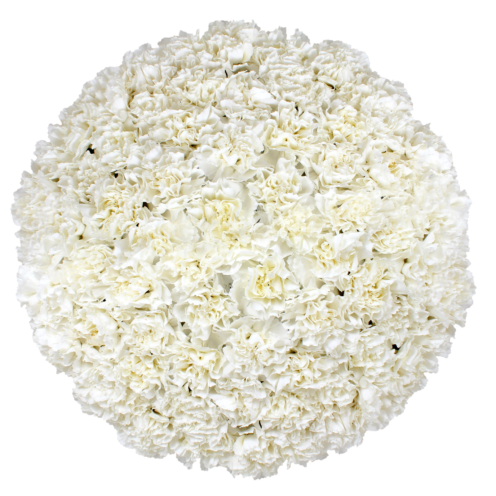 Carnations, 100 Stems Costco