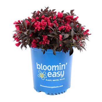 Bloomin’ Easy Electric Love Weigela
