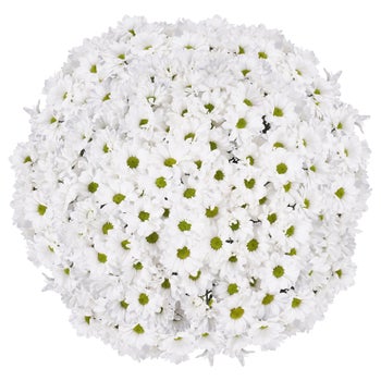 ensemble-de-60-tiges-de-chrysanth-me-pompon-en-vrac-costco