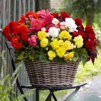 専用　Begonia ４点同梱　速達便発送 1541653-847__1?auto=webp&