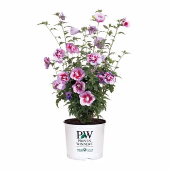 PW Purple Pillar Hibiscus
