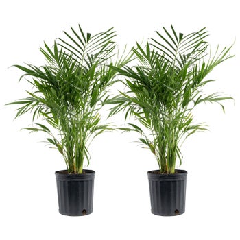 Costa Farms Cat Palm Tree, Houseplant in Nursery Pot, 2-pack | Costco