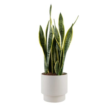 coyote plants Siciliana 子株 ② Coyote plants Siciliana 子株 ① 【公式通販】