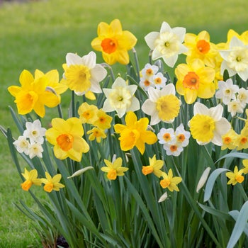 Longfield Gardens Naturalizing Daffodils, 100-count | Costco