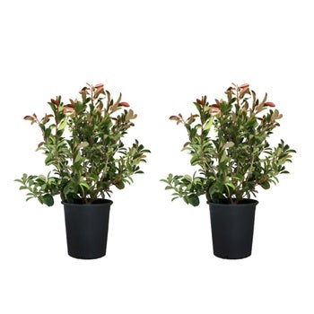 chinese money plant Buy Pilea Peperomeoides