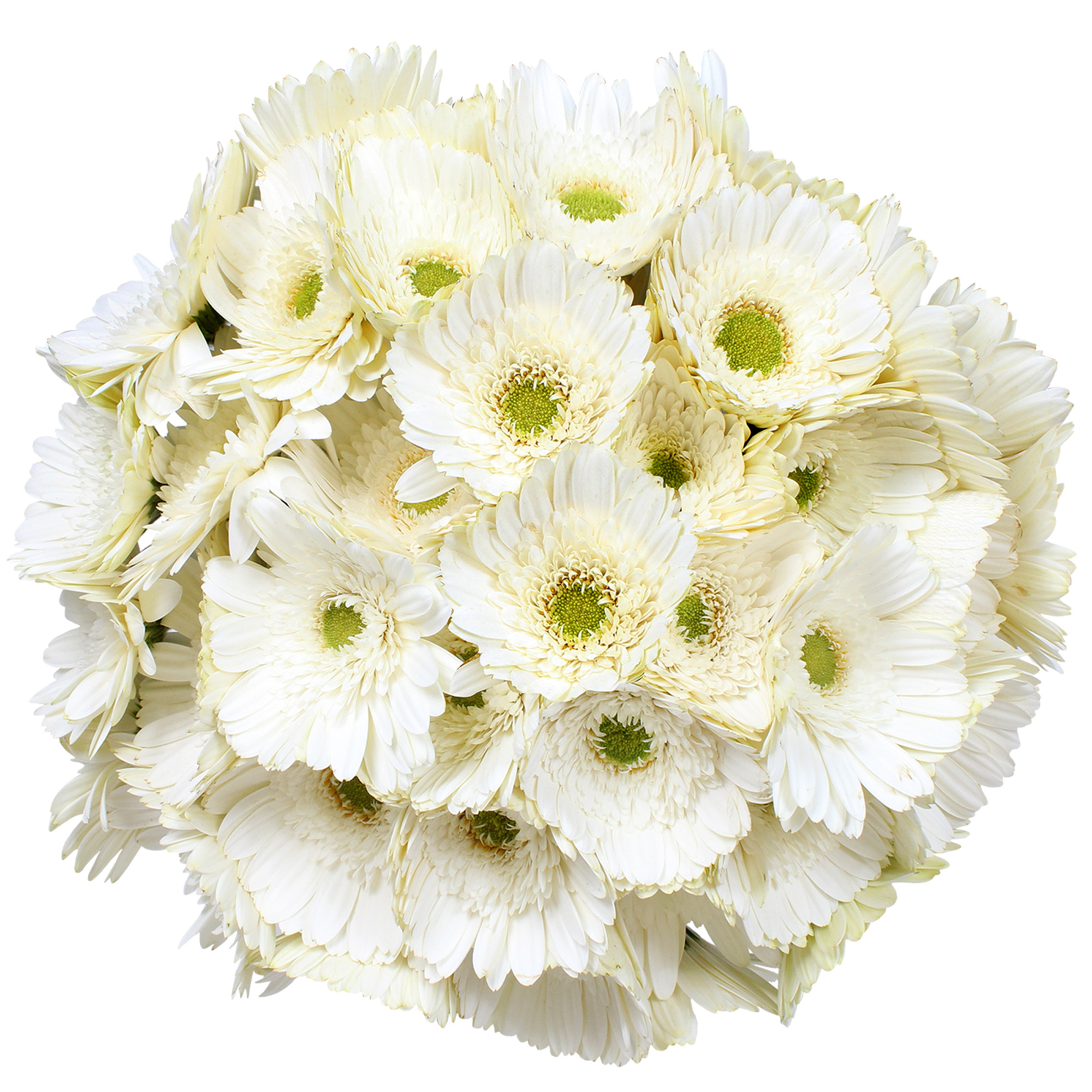 Gerberas, 30 Stems Costco