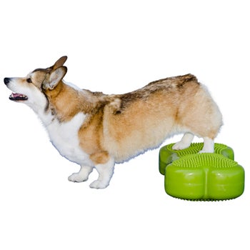 FitPaws K9 FitBone and Duo Disk Inflatable Bundle | Costco