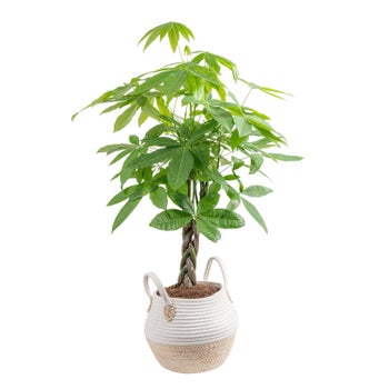 succulent plants in white pots Bulk Small White Succulent Favors for Weddings, Events, Gifts