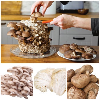 Horticana: Grow Your Own Mushroom Kits
