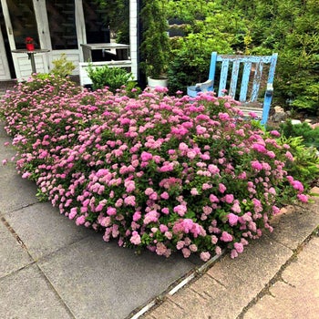 100665357-847_pink_1?auto=webp