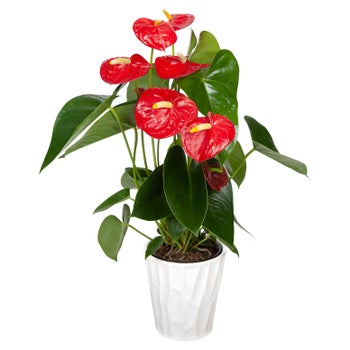 anthurium veitchii Anthurium veitchii 