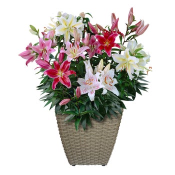 Complete Bulb Kit - Oriental Lily | Costco