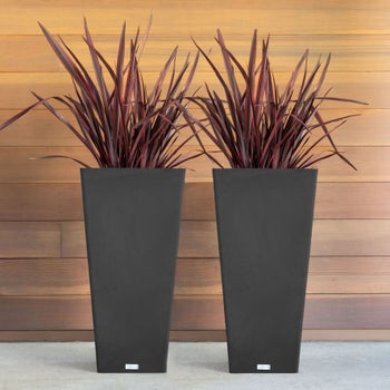 anthurium 15 Brown Miniature Anthurium Multi Shooted Plant With Flower In Pot   vridhigarden