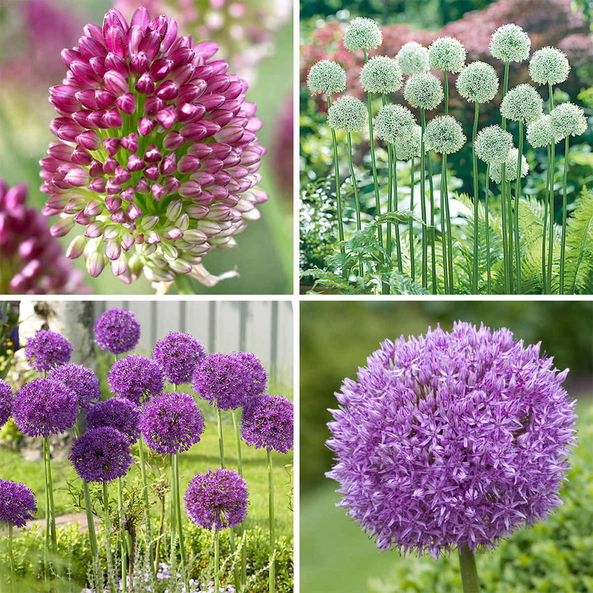 ［新品］SLOTHREAT Allium 新品］SLOTHREAT Allium Longfield Gardens Allium Perennial