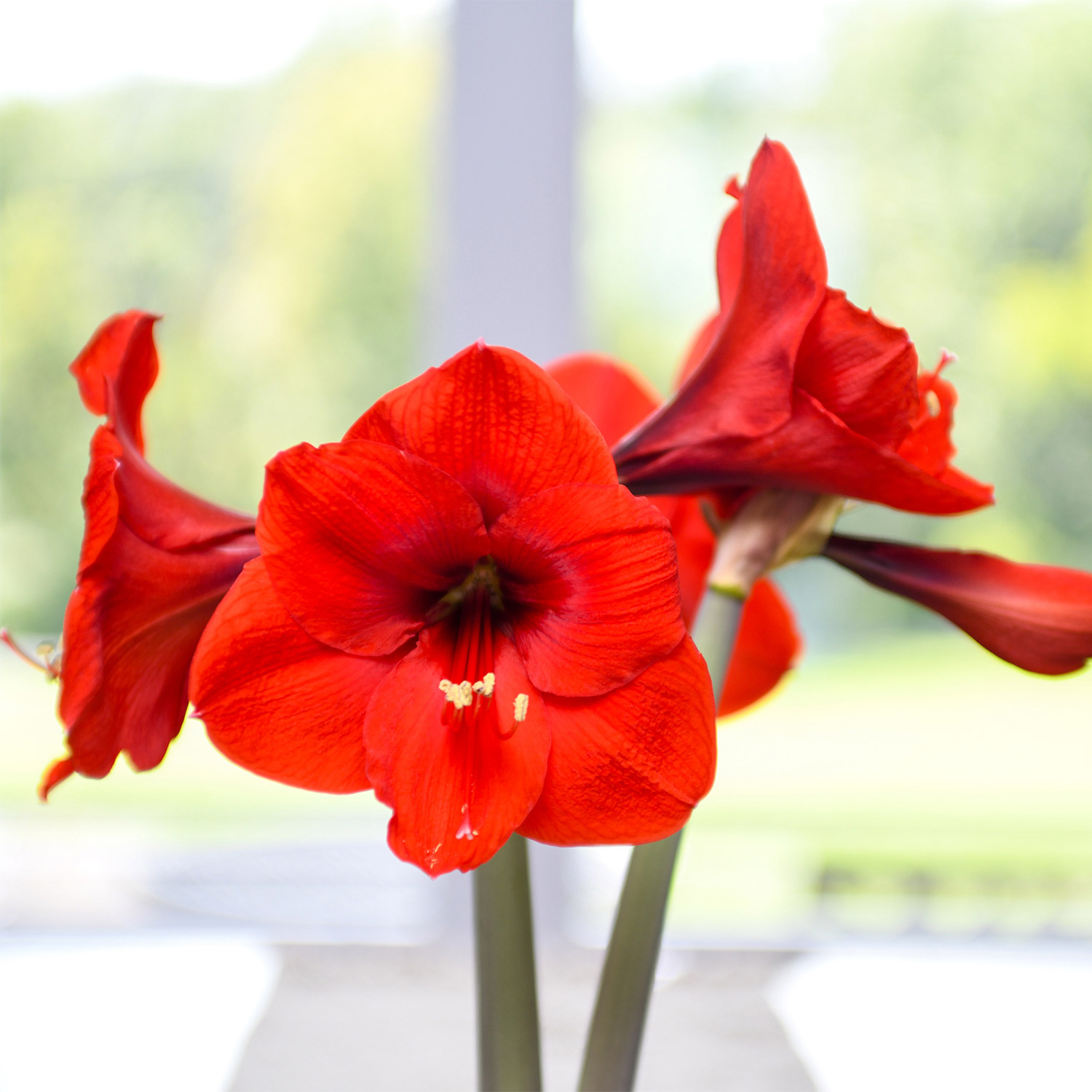 ella / lantern flower race blouse