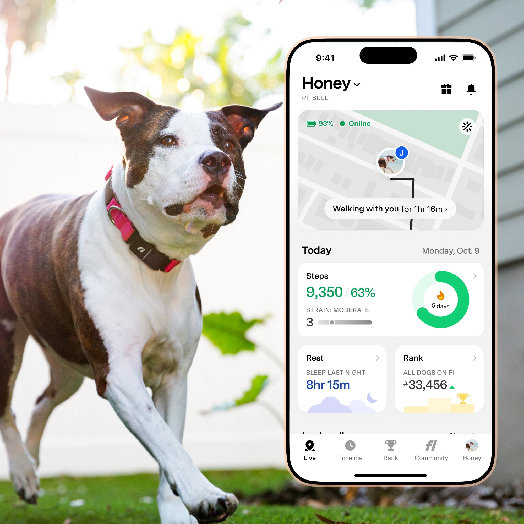 Dog Leash Costco Bark Collar SOUTHPAW Silicone Walking Set