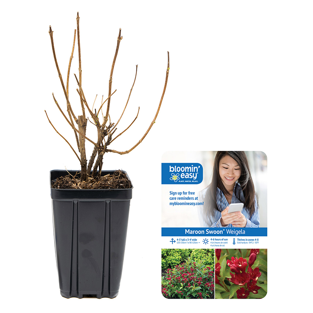 Bloomin Easy by Van Zyverden Weigela 4