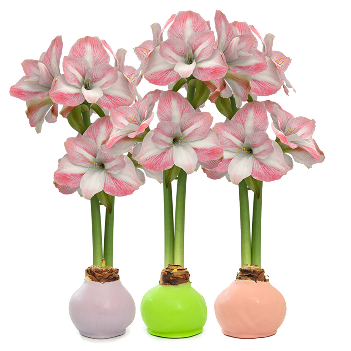 Bloomaker Waxed Amaryllis Bulbs 3-count in Spring Pink, Lilac, and