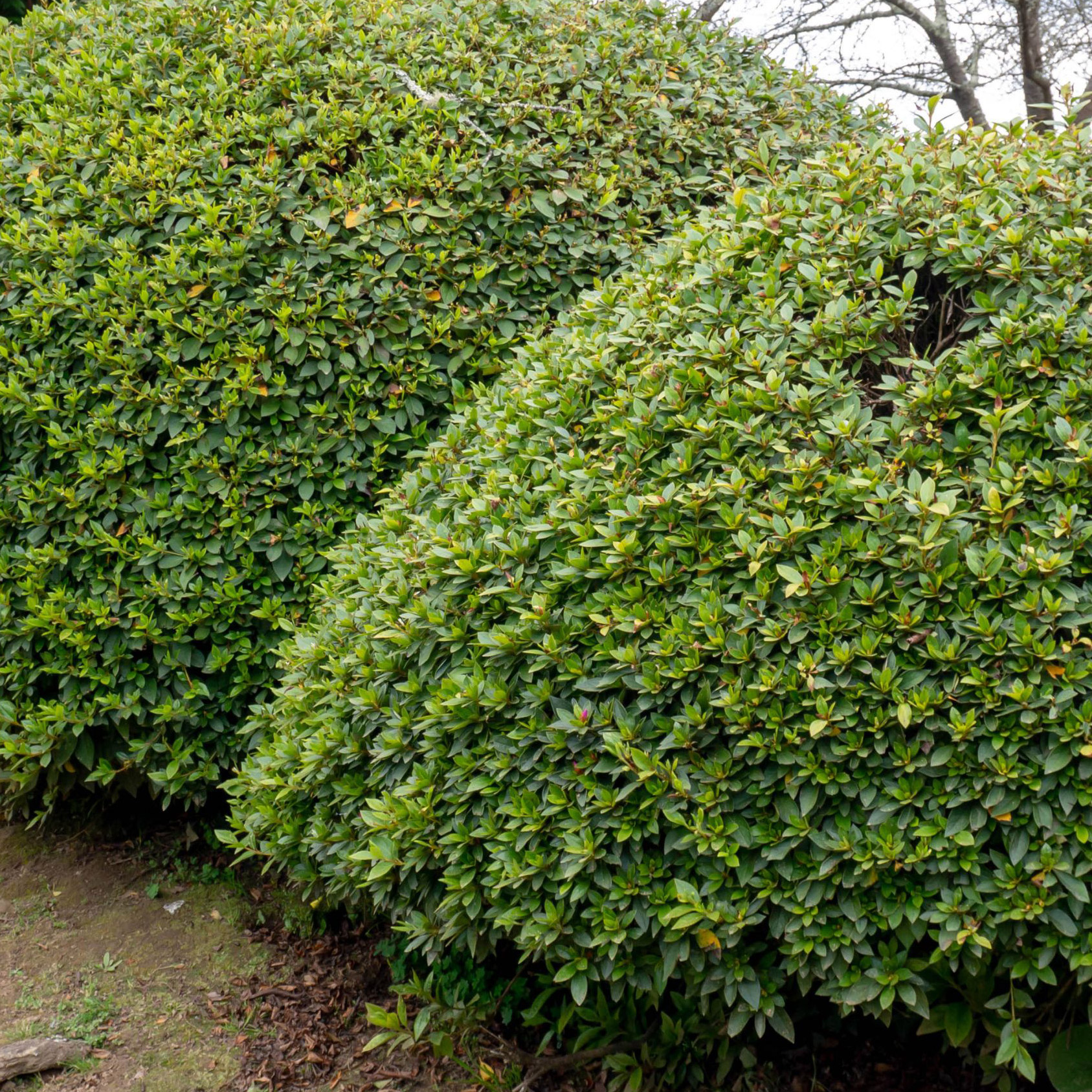 Alder & Oak Azalea Shrub | Costco