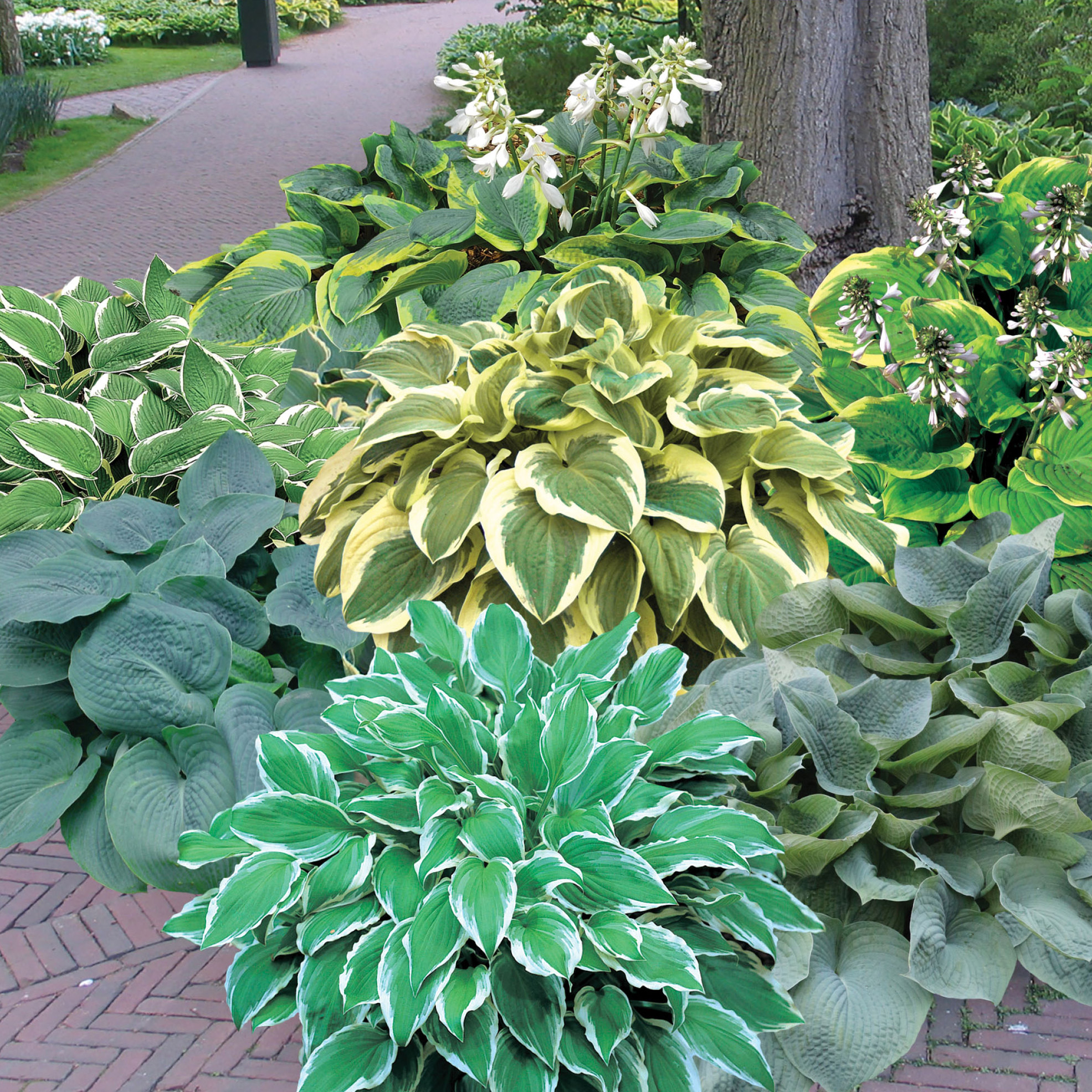 Horticana: Shady Spaces Hosta Garden | Costco