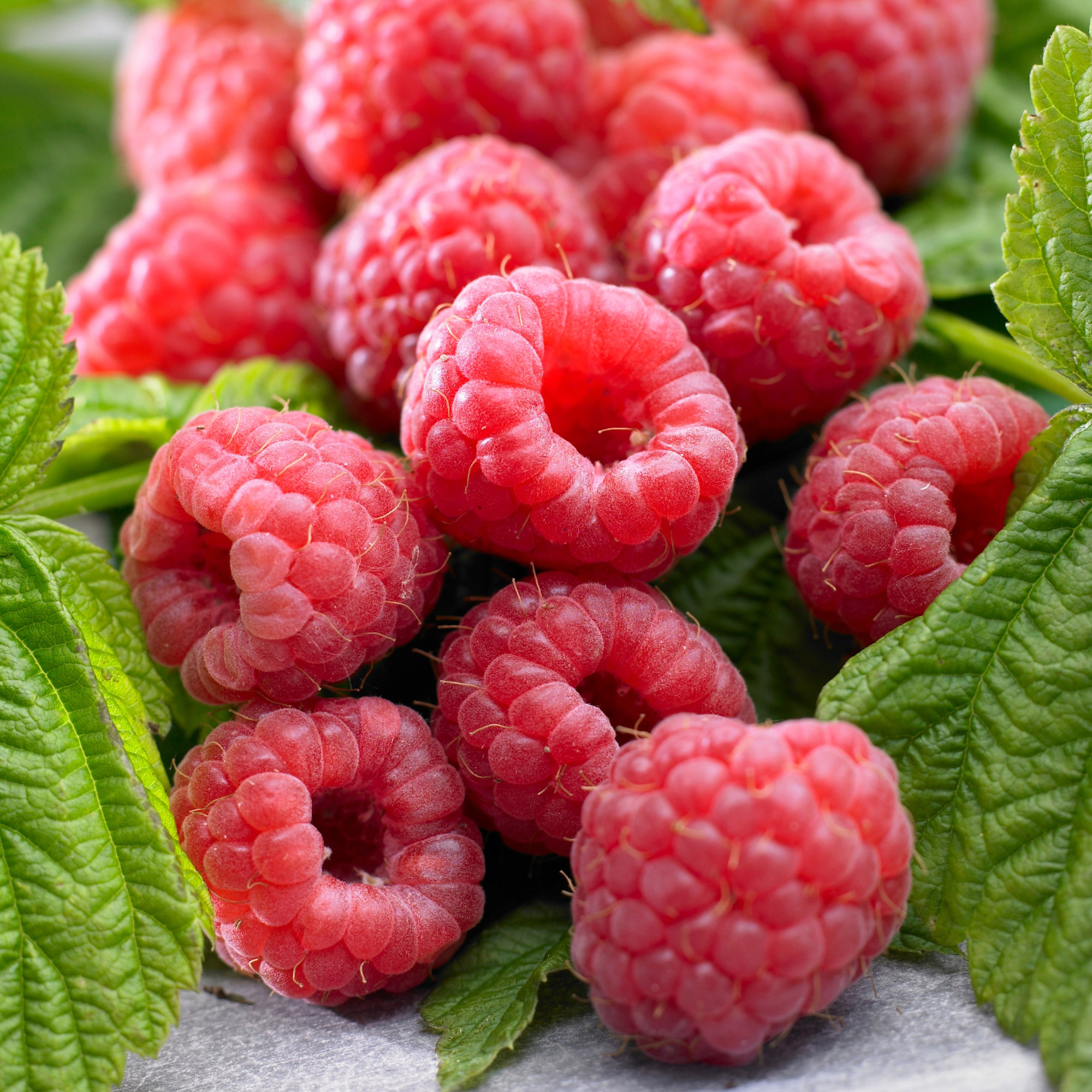 Pre-Order Longfield Gardens Bareroot Fruit Collections | Costco