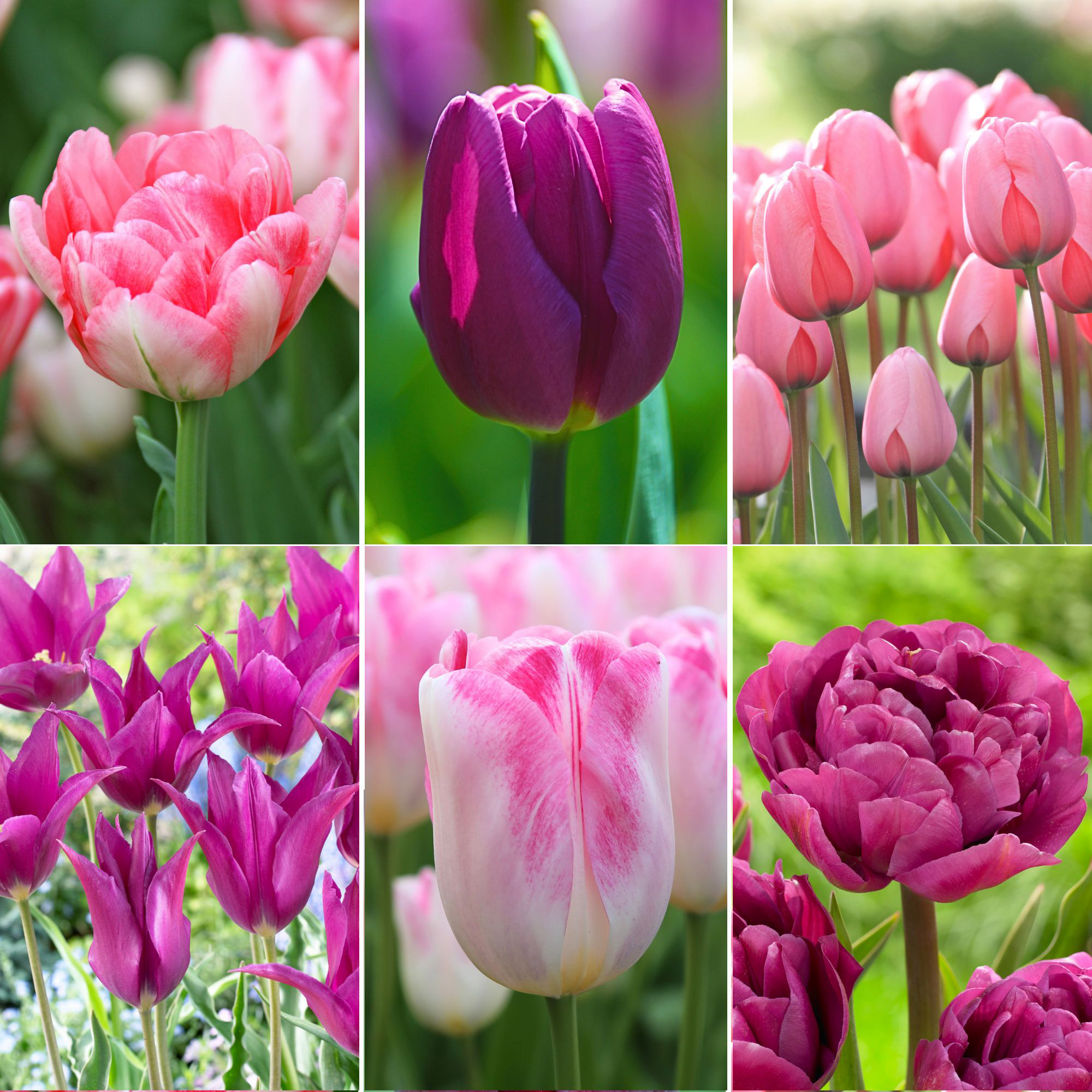 Pre-order Longfield Gardens Season Long Tulip Collections