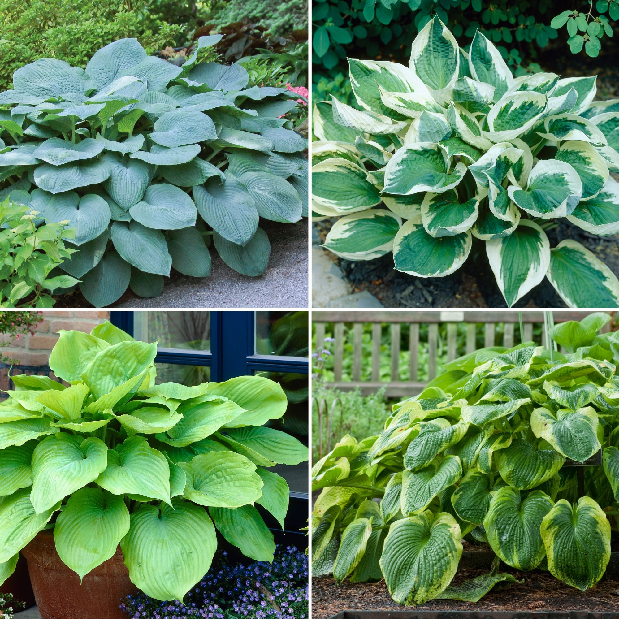 その他多肉植物 vegas and Hayford Set of 10 plants each 10-pack of Succulents - Hardy & Resilient Succulent Cuttings