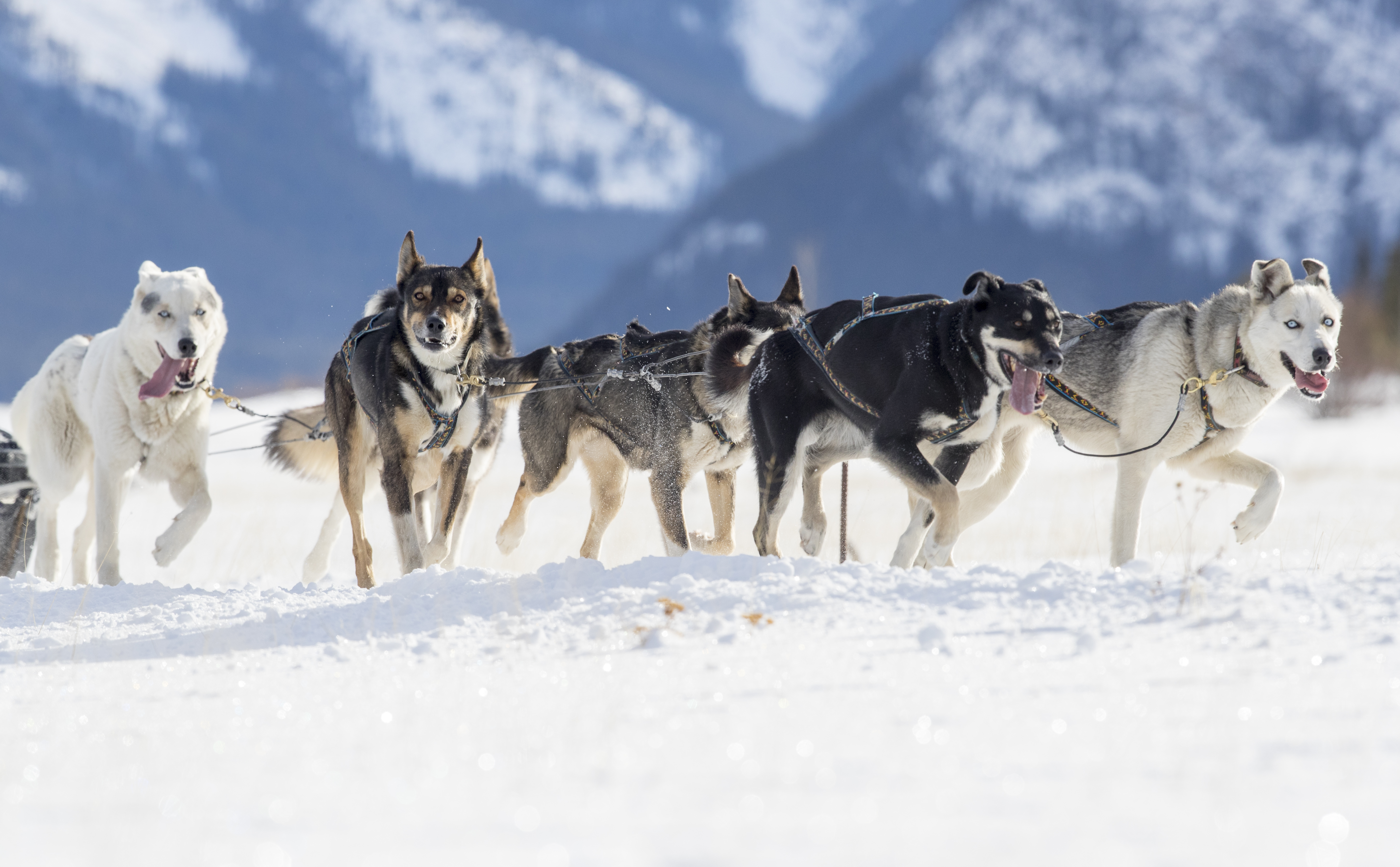 Dog sled team running through the snow