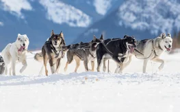 Dog sled team running through the snow