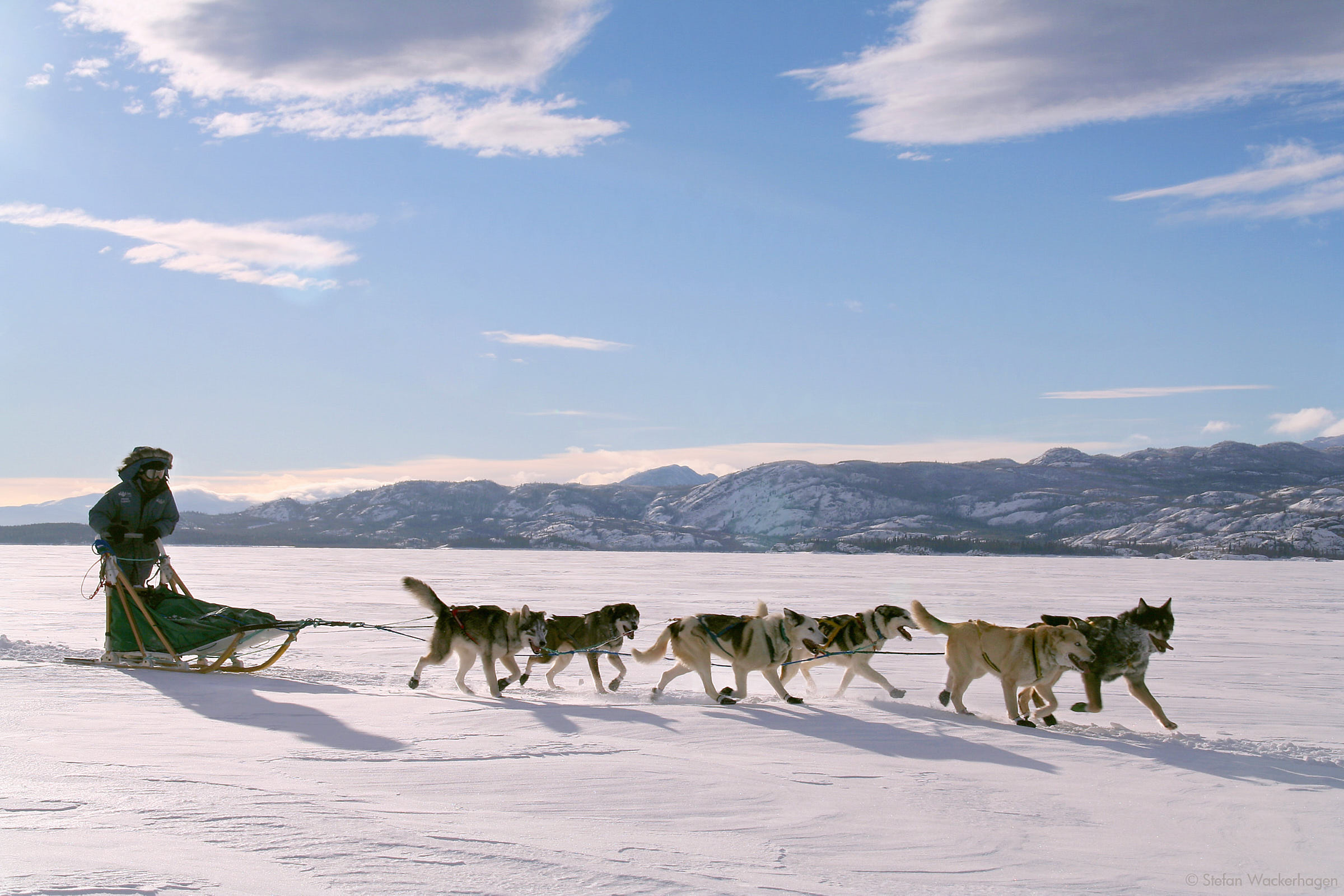 A person driving a dogsled in the Yukon with mountains behind and blue sky
