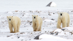 Three polar bears walking over the tundra